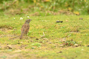 UK - Wildlife - Birds - England