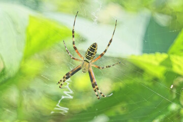 one large yellow striped argiope spider on a white web in nature on a green background