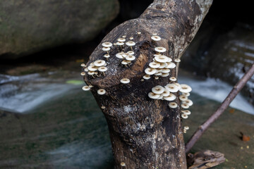 Close-up of wild mushrooms sprouting from a decaying tree stump surrounded by moss and flowing water near a serene forest waterfall.