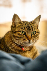 Obraz premium GATO RAJADO DE COLEIRA LARANJA 