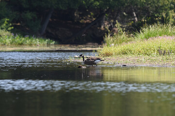 Marais Kingsbury 11 Août 2025