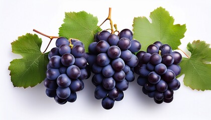 Fototapeta premium five bunches of dark grapes with leaves