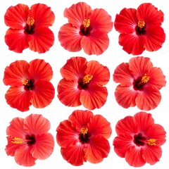 Nine vibrant hibiscus flowers