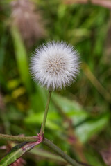 Diente de León - Taraxacum Officinale - Achicoria Amarga