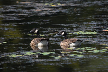 Marais Kingsbury 11 Ao&ucirc;t 2025