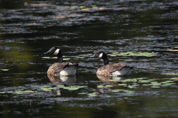 Marais Kingsbury 11 Ao&ucirc;t 2025