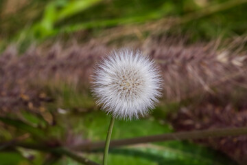 Diente de León - Taraxacum Officinale - Achicoria Amarga