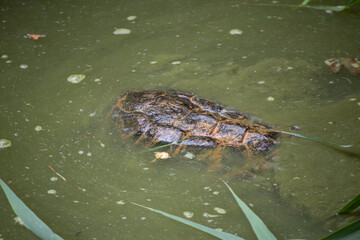 A freshwater pond turtle swimming just below the surface of murky green water