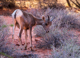 Bighorn Sheep lamb grazes the plants in the red sandstone formations in Valley of Fire state park Nevada