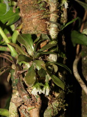 Eurystyles orchid blooming in the wild