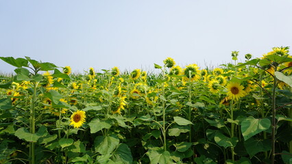 Sunflowers Blooming in a Field