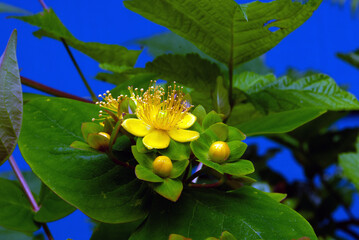 Close-up of St. John's Wort
