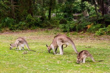 kangaroo with his penis out