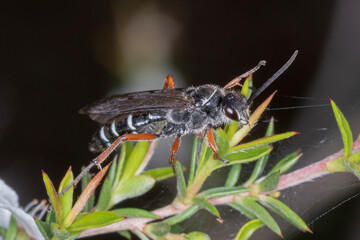 Macro of a Black and White Flower Wasp with Orange Legs