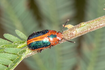 Metallic Green and Red Leaf Beetle on Wattle Stem