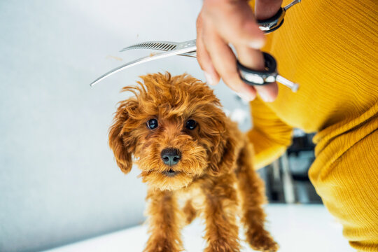 Groomer Trimming Adorable toy poodle Puppy&acirc;s Fur Using Scissor