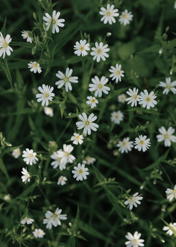 Field of white greater stitchwort flowers from above