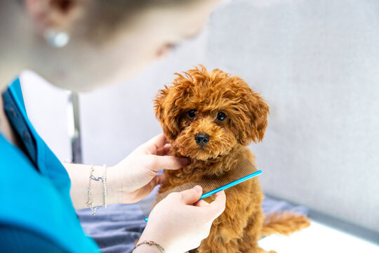 Groomer carefully brushes cute poodle puppy with blue comb