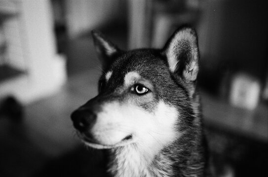 miniature husky potrait