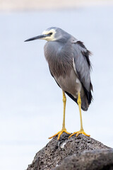 White-faced Heron Resting on Rock with Neutral Background