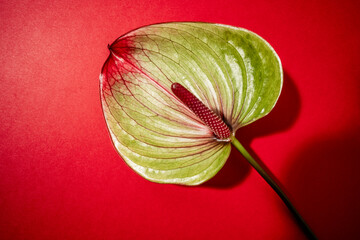 Anthurium