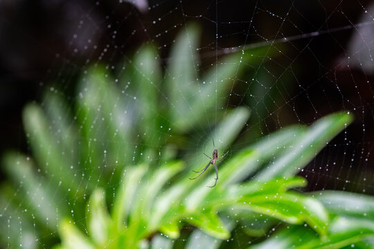 small golden orb spider on web