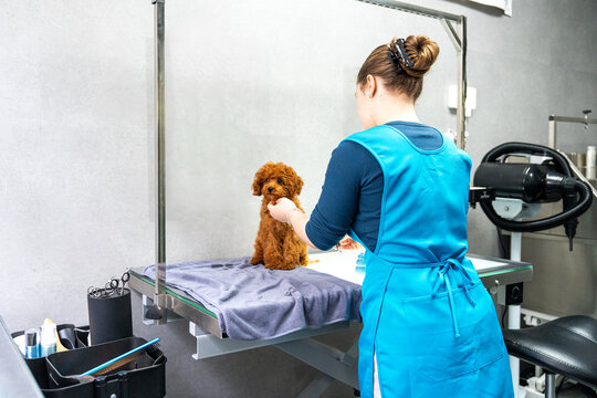 Pet grooming session with adorable poodle puppy on table