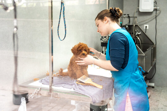 Professional groomer gently trims adorable fluffy toy poodle puppy