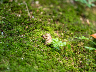 苔に落ちた蝉の脱け殻