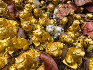 White tiger among golden tigers