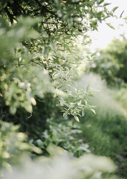 Variegated elderberry branch over grassy path