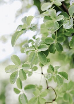 Raindrops on green leaves of akebia vine