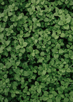 Green leafy plant texture with text space