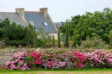 Hortensien vor alter Steinmauer, Bretagne
