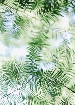 Backlit fern leaves with soft green light
