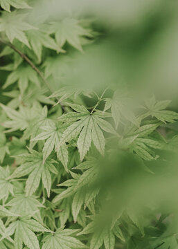 Green Japanese maple leaves in soft focus