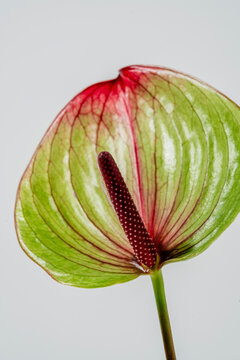 Anthurium