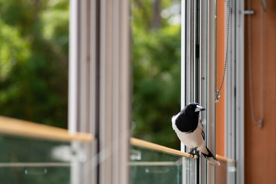black and white magpie