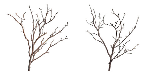 Set of dry branches isolated on transparent background