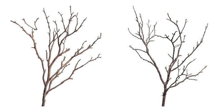Set of dry branches isolated on transparent background