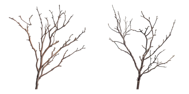 Set of dry branches isolated on transparent background