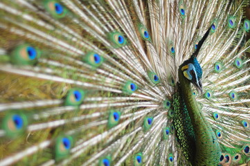 Obraz premium peacock with feathers