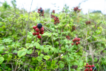 Close-up of wild blackberries in lush greenery.