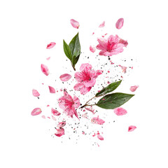 Pink flowers exploding in a burst of petals