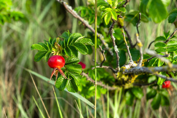 Wild rose hip in natural habitat with green leaves and branches.