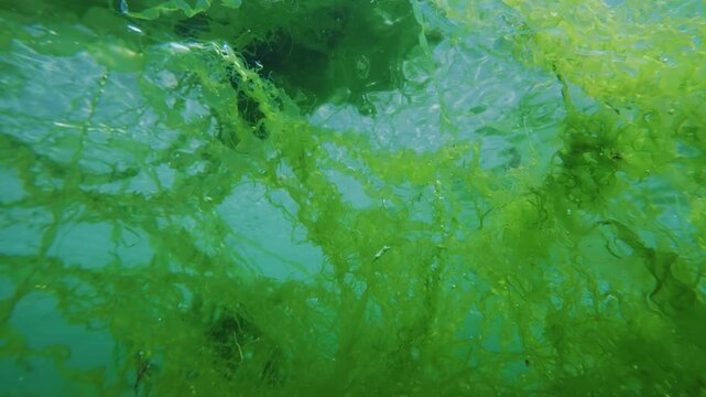 View from below of Green algae Sea Lettuce, Ulva lactuca leaves spreading on the surface of the water in shallow water against a blue sky, close-up