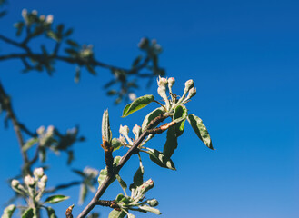 A close-up view of budding apple blossoms and fresh leaves on a branch captured against a clear deep blue spring sky