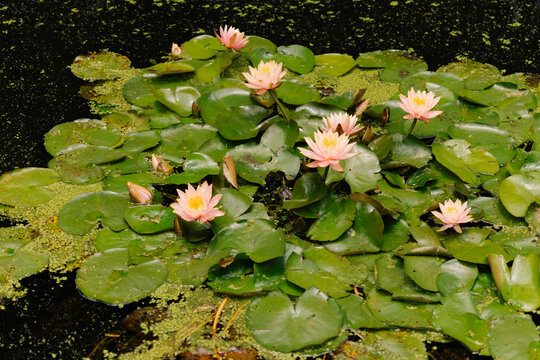Frog in a pond of water lilies.