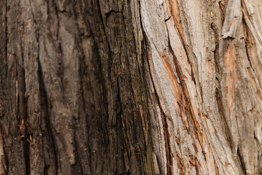 Texture of the bark of a tree.
