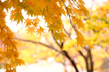 Golden Maple Leaves in Soft Autumn Sunlight